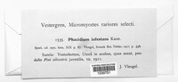 Gremmenia infestans image